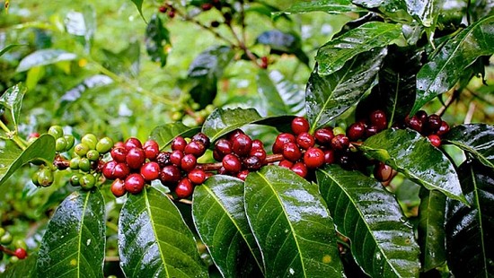 Nguồn cung từ Robusta Việt Nam tiếp tục khan hiếm, cà phê trong nước chưa có dấu hiệu giảm