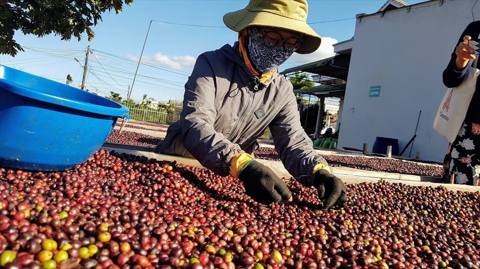 Giá cà phê Arabica vượt mức 5.000 USD/tấn