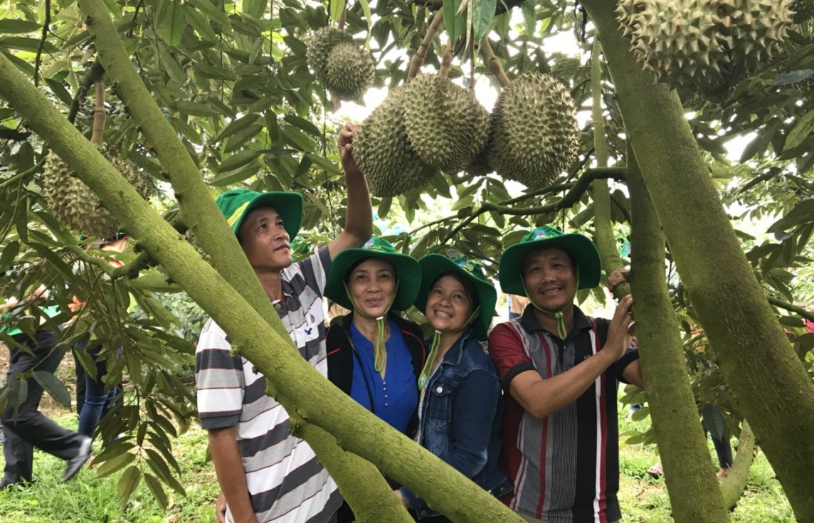 Phân bón Phú Mỹ: Bí quyết cho cây dưa và sầu riêng ở miền Trung – Tây Nguyên những mùa bội thu