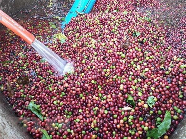 Giá cà phê xuất khẩu bật tăng, Robusta chạm mốc 4.200 USD/tấn
