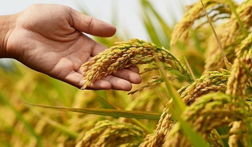 Giá lúa gạo hôm nay ngày 1/6: Giá lúa đi ngang, gạo xuất khẩu tiếp tục giảm