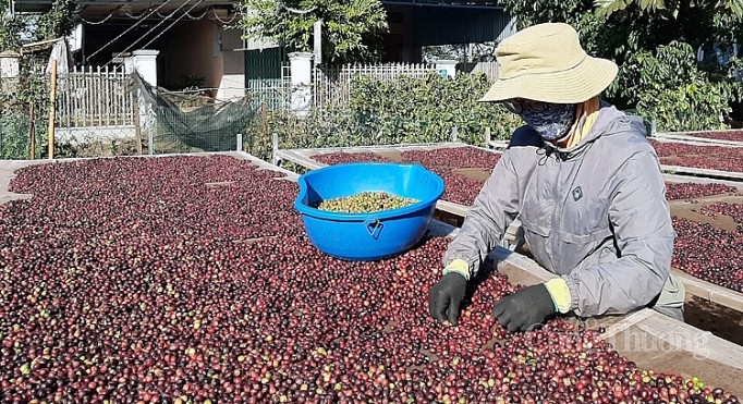 Coffee is one of the agricultural products with the highest export price