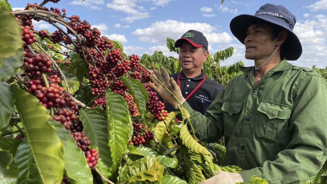 Việt Nam xuất khẩu hơn 1,1 triệu tấn cà phê nhân xô