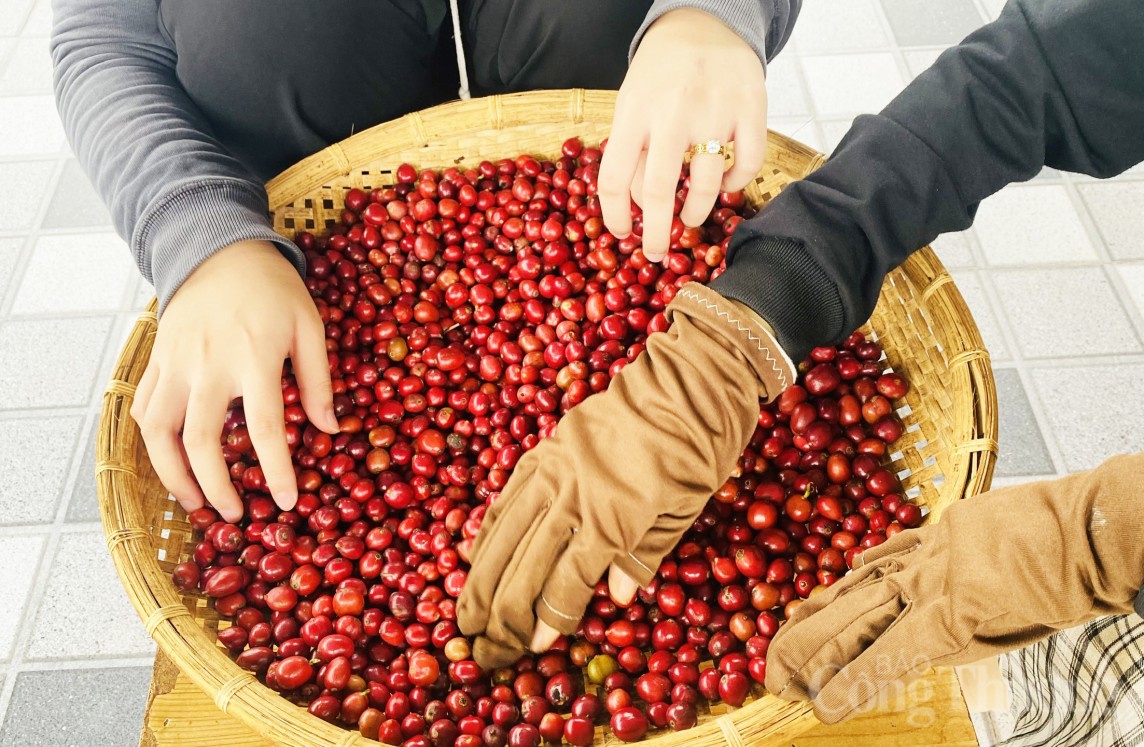 Giá cà phê hôm nay ngày 3/6/2024: Cao nhất còn 120.700 đồng/kg tại Kon Tum và Gia Lai