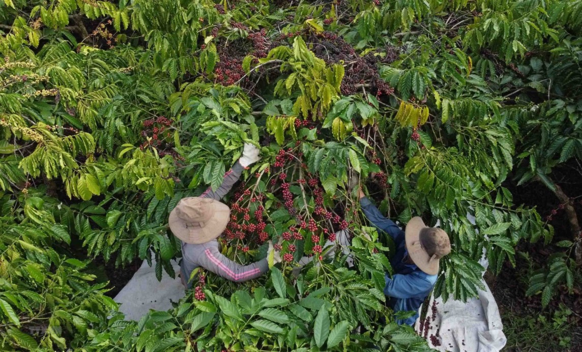 Doanh nghiệp xuất khẩu cà phê đầu tư mạnh nâng cao chất lượng