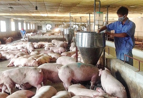 Giá heo hơi hôm nay ngày 4/6/2024: Cao nhất ở mốc 70.000 đồng/kg