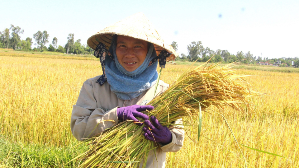 Giá lúa gạo hôm nay 4/6/2024: Giá gạo xuất khẩu giảm nhẹ 2 USD/tấn