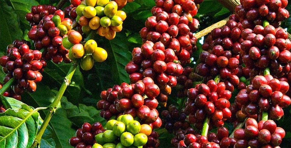 Thiếu hụt nguồn cung, sản lượng cà phê xuất khẩu của Việt Nam sẽ tiếp tục giảm