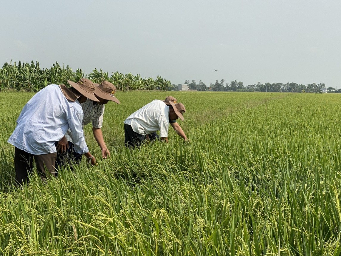 Giá lúa gạo hôm nay 7/6/2024: Giá lúa chững lại,