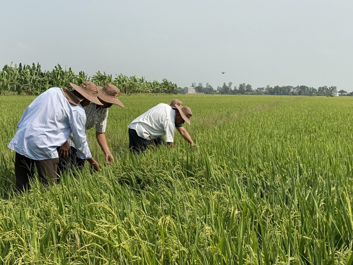 Giá lúa gạo hôm nay 7/6/2024: Giá lúa chững lại, giá gạo tăng nhẹ 150.000 đồng/kg