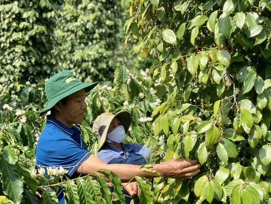 Tin nóng kinh tế hàng ngày: Giá tiêu tăng chóng mặt, giá vàng rớt thảm