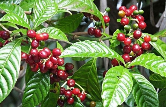 USDA: Dự báo xuất khẩu cà phê đạt 1,61 triệu tấn