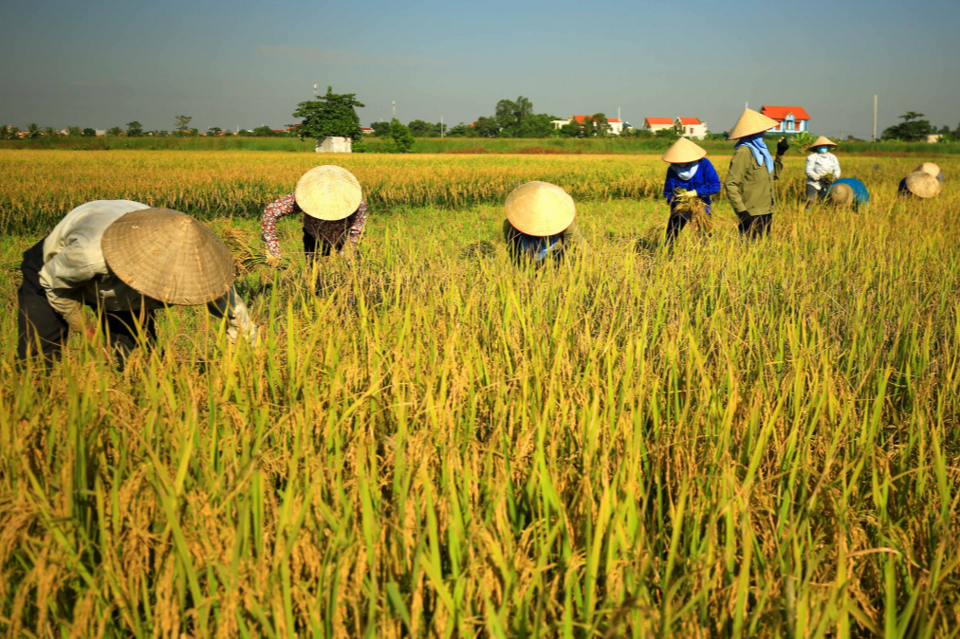 Giá lúa gạo hôm nay ngày 10/6/2024: Giá lúa duy trì đi ngang, giá gạo giảm mạnh