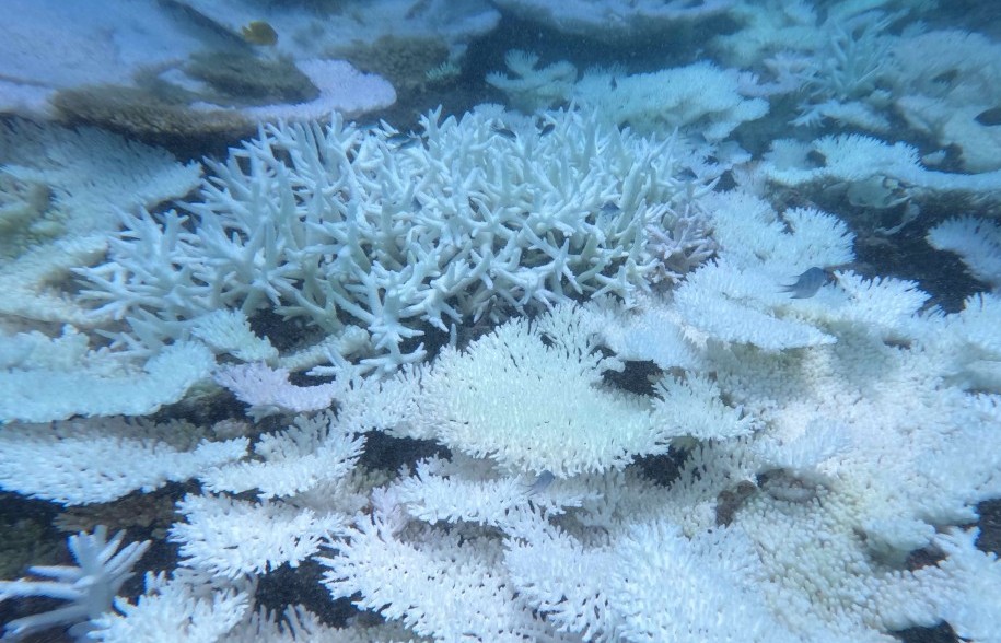 Bà Rịa – Vũng Tàu: Nhiều rạn san hô tại Côn Đảo bị tẩy trắng hoàn toàn