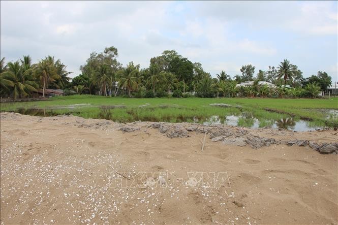 Lúa chết do nhiễm mặn ‘bí ẩn’, Bộ Nông nghiệp và Phát triển nông thôn báo cáo Thủ tướng