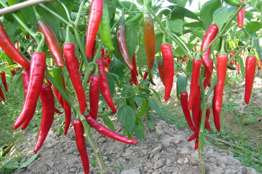 Xuất khẩu ớt thu về hơn 16 triệu USD, tăng 36,5 %