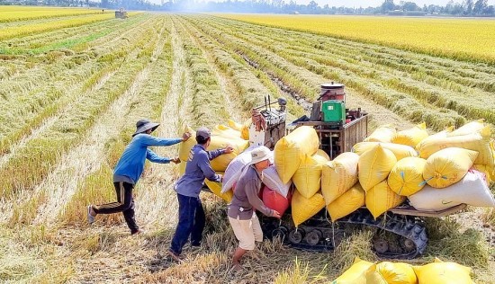 TP. Cần Thơ: Nông dân tranh thủ thu hoạch vụ lúa hè thu 2024