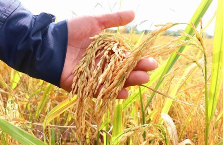 Giá lúa gạo hôm nay ngày 12/6: Giá gạo trong nước tăng nhẹ
