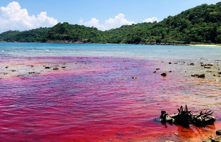Kiên Giang: “Thủy triều đỏ” lần đầu tiên xuất hiện tại vùng biển Phú Quốc