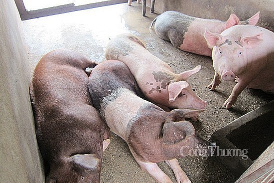 Giá heo hơi hôm nay ngày 15/6/2024: Giảm nhẹ 1.000 đồng/kg ở một vài địa phương