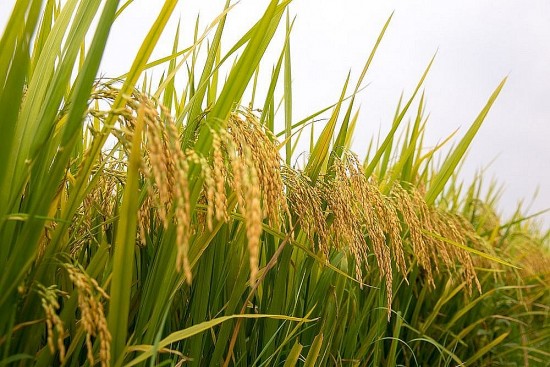Giá lúa gạo hôm nay ngày 16/6/2024 và tổng kết tuần qua: Giá gạo giảm từ 100 - 150 đồng/kg