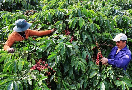 Giá cà phê hôm nay ngày 17/6/2024: Giá cà phê trong nước ổn định giao dịch ở mốc 120.000 đồng/kg
