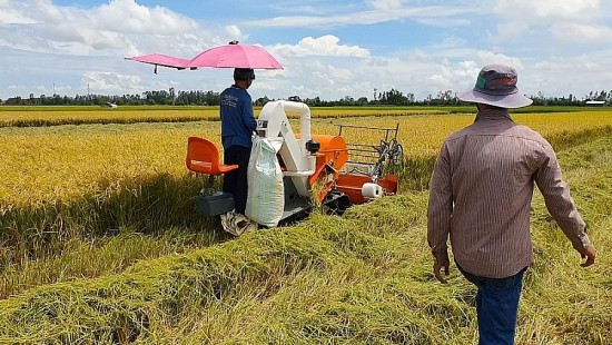 Giá lúa gạo hôm nay ngày 17/6/2024: Giá gạo giảm 100 đồng/kg, giá lúa quanh mốc 7.400 -7.500 đồng/kg