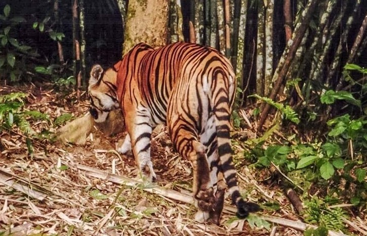 Thông tin mới nhất về cá thể hổ sống hoang dã xuất hiện ở Quảng Bình