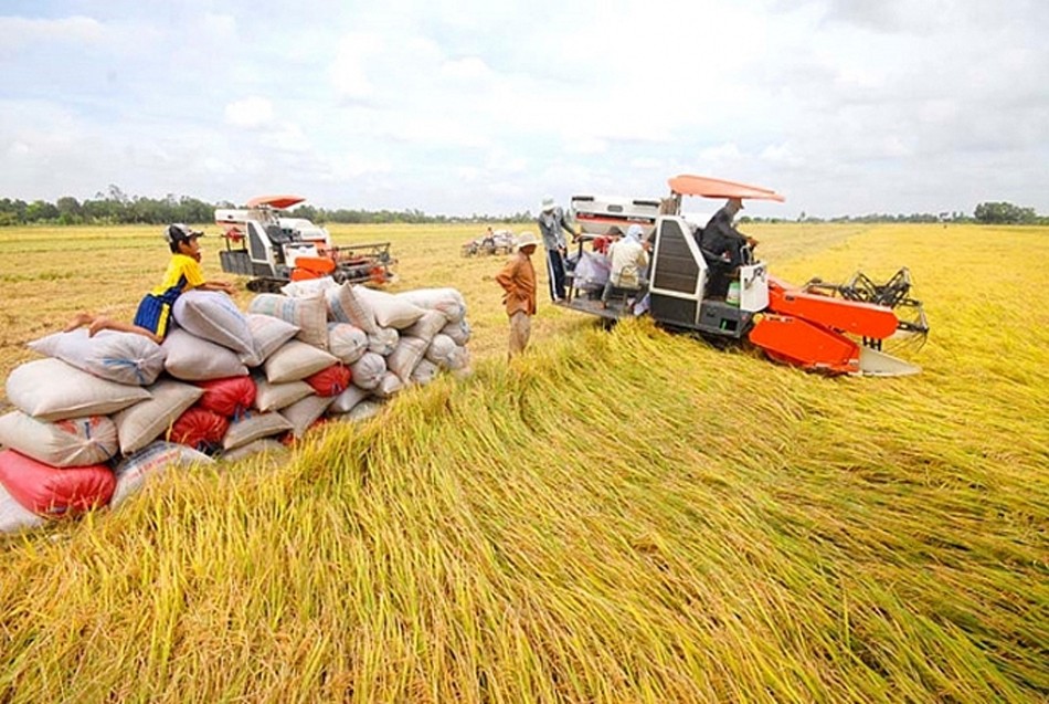 Giá lúa gạo hôm nay 18/6/2024: Giá gạo giảm, giao dịch chậm; lúa khô còn lại ít