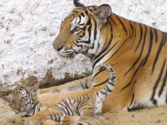 Câu chuyện ít biết về chú hổ hoang dã cuối cùng được giải cứu ở Thừa Thiên Huế