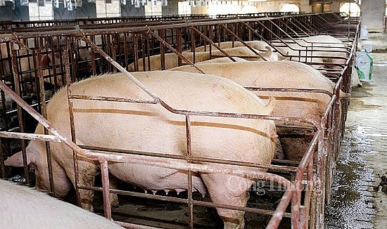 Giá heo hơi hôm nay ngày 24/6/2024: Neo ở mức cao, dưới mốc 70.000 đồng/kg