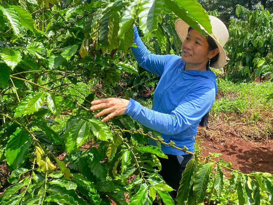 Ngành cà phê Việt Nam lạc quan, sẵn sàng ứng phó với hạn hán