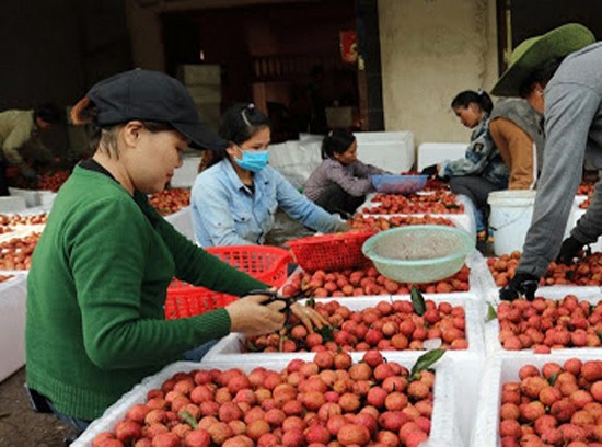 Bắc Giang: Thu hơn 5.775 tỷ đồng từ quả vải thiều