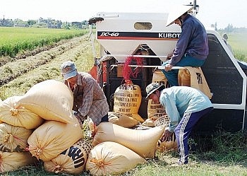 Giá lúa gạo hôm nay ngày 2/7: Giá lúa tăng 200 đồng/kg, giá gạo sụt nhẹ