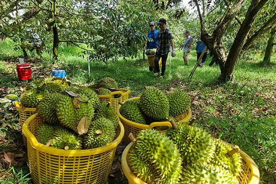 Dự báo giá sầu riêng ngày 3/7: Sầu riêng tiếp đà tăng mạnh?