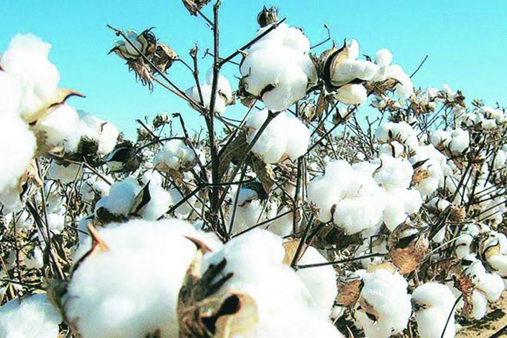 Ngày 27/9, sẽ diễn ra Ngày hội Cotton Day Việt Nam 2024