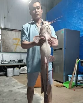 Câu được cá trê "khủng" tại hồ Xuân Hương Đà Lạt