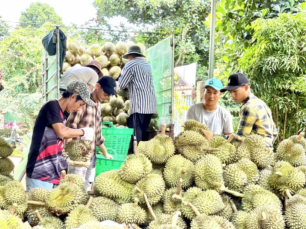 Xuất khẩu sầu riêng ngày càng cạnh tranh khốc liệt từ các thị trường