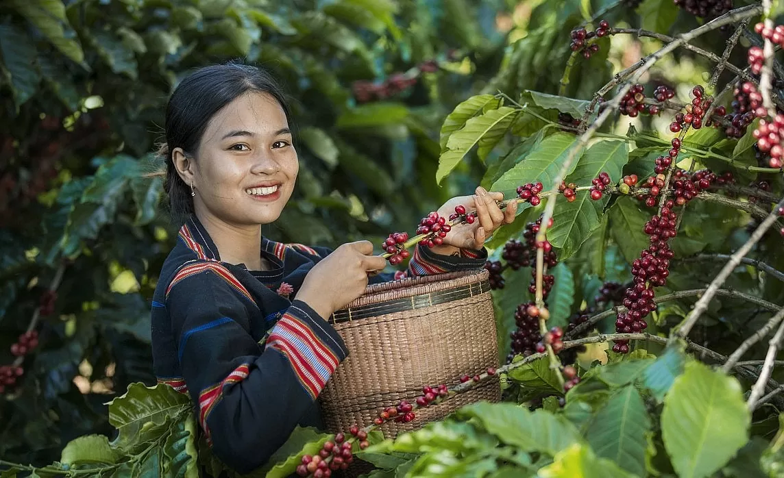 Giá xuất khẩu cà phê tăng vọt, về lại vùng cao lịch sử