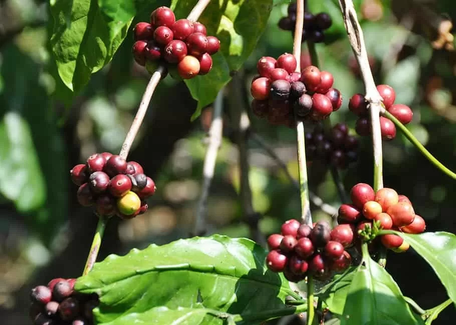 Trung Quốc tăng nhập khẩu cà phê từ Việt Nam