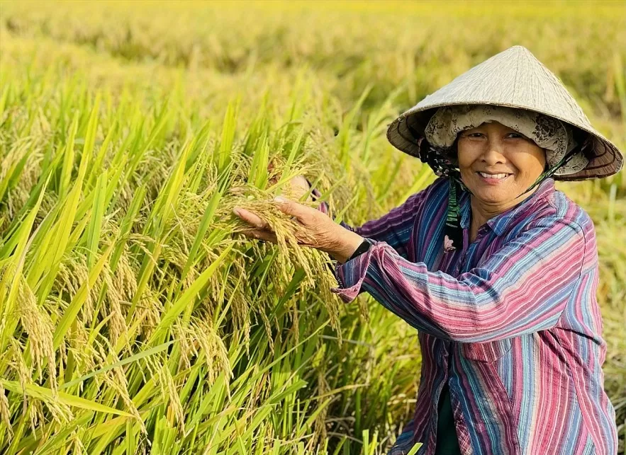 Giá lúa gạo hôm nay ngày 14/7 và tổng kết tuần qua: Giá gạo xu hướng giảm