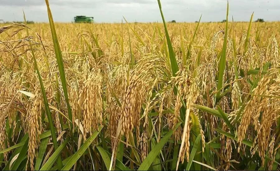Giá lúa gạo hôm nay ngày 15/7: Ổn định, giá gạo không biến động nhiều