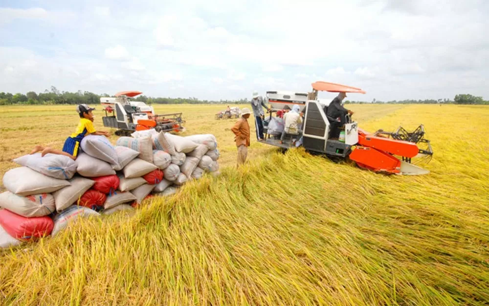 Giá lúa gạo hôm nay ngày 17/7: Giá lúa đi ngang; giá gạo xuất khẩu ở mức thấp