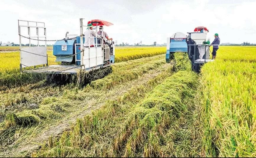 Thu hoạch lúa tại mô hình thí điểm thực hiện Đề án 1 triệu héc-ta lúa chất lượng cao ở huyện Vĩnh Thạnh (Ảnh CTO).