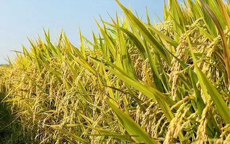 Giá lúa gạo hôm nay ngày 18/7: Giá gạo biến động trái chiều; giá lúa ổn định