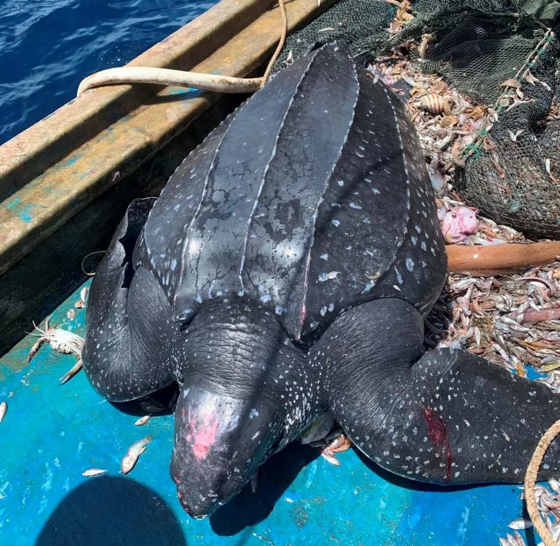 Quảng Nam: Ngư dân thả cá thể rùa da quý hiếm gần 200 kg về biển
