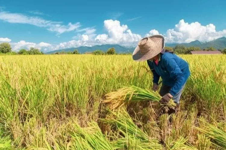 Giá lúa gạo hôm nay ngày 20/7: Giá lúa tăng mạnh lên đến 8.000 đồng/kg