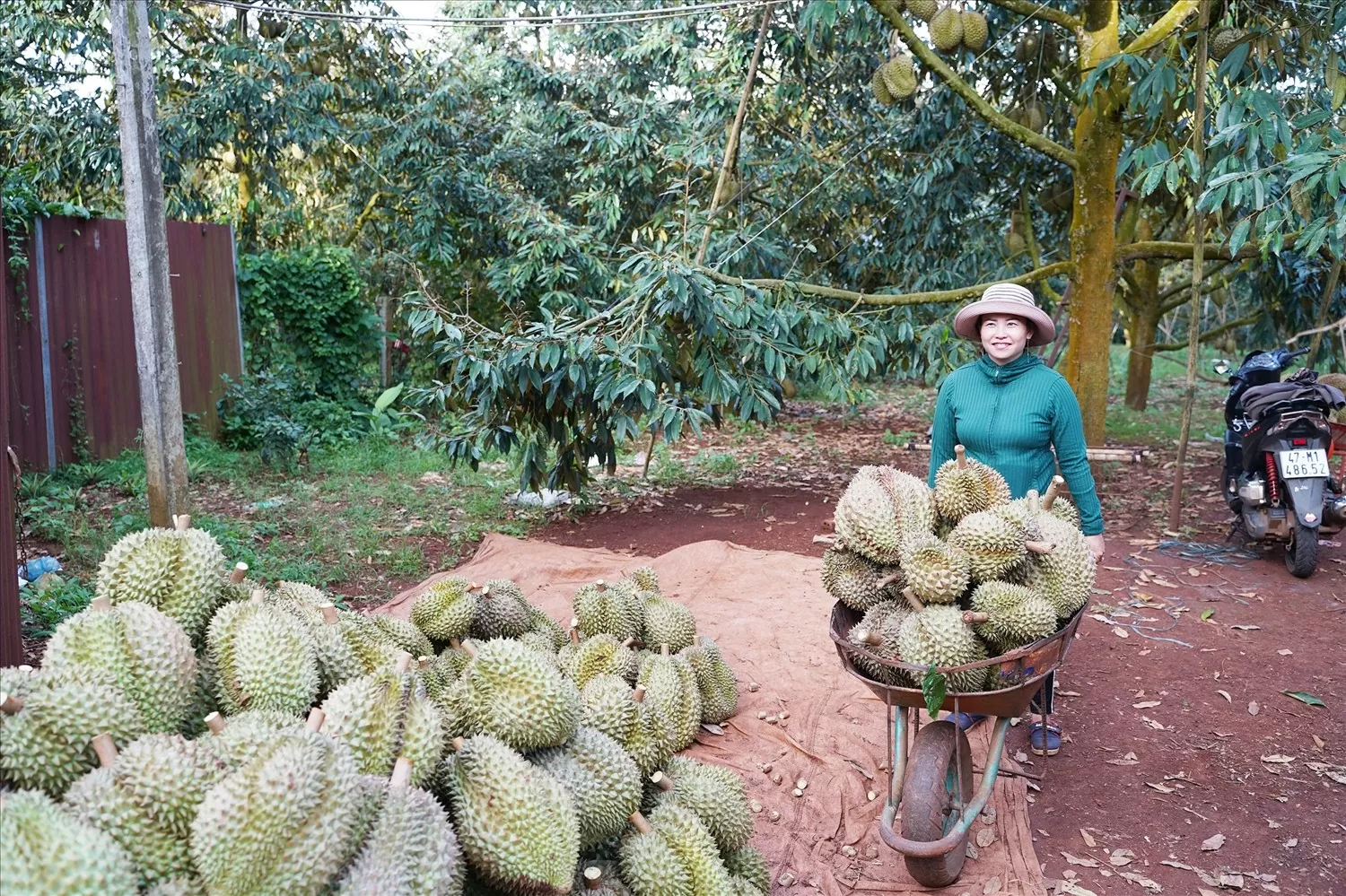 Đắk Lắk: Xúc tiến, quảng bá sầu riêng đến người tiêu dùng