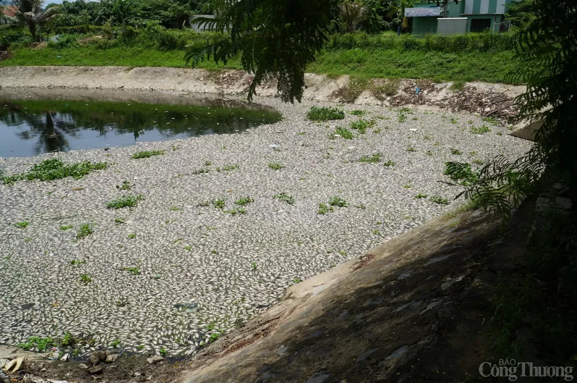 Đà Nẵng: Cá lại chết trắng mặt hồ kênh Đa Cô