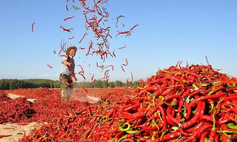 Xuất khẩu ớt thu về gần 18 triệu USD, tăng 31,7%